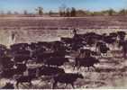 Camargue Gardians Chevaux Taureaux Déplacement De Manade - Viehzucht