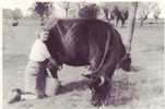 Traite à La Main (lait) Robecq (Pas De Calais) - Allevamenti