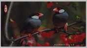 Java Sparrow Bird,China 2004 Rare & Precious Animal Advertising Pre-stamped Card - Spatzen