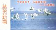 Swan   Bird   ,  Pre-stamped Card , Postal Stationery - Cygnes
