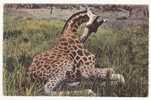 JEUNE GIRAFE FEMELLE AU REPOS.- Faune Africaine.- 1508 - Giraffes