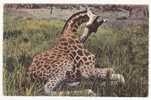JEUNE GIRAFE FEMELLE AU REPOS.- Faune Africaine.- 1508 - Giraffen