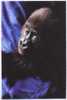 Baby Western Lowland Gorilla - Monkeys