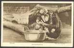Chimpanzees Washing - London Zoo - Monos