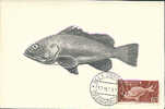 SAHARA ESPANOL - 1958 : Y. 106  : Mx. Card : VISSEN,POISSONS,FISHES,HEXANCHUS,HAAI,REQUIN,SHARK, - Sahara Espagnol