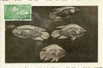 SAHARA ESPANOL - 1954 : Y. 96  : Mx. Card : VISSEN,POISSONS,FISHES,PUNTAZZO, - Spanische Sahara