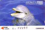 Carte Japon - DAUPHIN Rieur En Gros Plan - DOLPHIN Japan Card - DELPHIN - 22 - Delfines