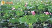 Flower, Lotus , Xidongting Wetland Scenery , Pre-stamped Card , Postal Stationery - Other & Unclassified