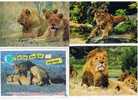 230208 Lot De 4 CPM : Felins Lions Lot Nu. 1 - Leoni