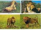 230208 Lot De 4 CPM : Felins Lions Lot Nu. 2 - Leones