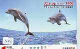 DOLPHIN (440) DAUPHIN DELPHIN Dolfijn WHALE Tier Animal  POISSON - Dolphins