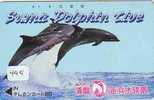 DOLPHIN (444) DAUPHIN DELPHIN Dolfijn WHALE Tier Animal  POISSON - Delphine