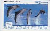 DOLPHIN (446) DAUPHIN DELPHIN Dolfijn WHALE Tier Animal  POISSON - Dolphins