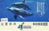 DOLPHIN (447) DAUPHIN DELPHIN Dolfijn WHALE Tier Animal  POISSON - Dolphins