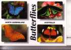 Butterfly Postcard - Carte Postale De Papillon - Papillons