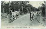 Scenes Et Types Landais : Retour Du Paturage - Breeding