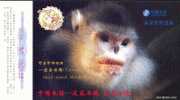 Endanged Specie  Snub-nosed Monkey  ,  Pre-stamped Card , Postal Stationery - Scimmie