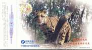 Tiger ,   Pre-stamped Card , Postal Stationery - Rhinoceros