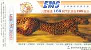 Leopard ,   Pre-stamped Card , Postal Stationery - Rinoceronti