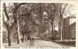 MARCHE - EN FAMENNE   :  LA  BELLE  ALLEE  DE  VIEUX  TILLEULS  DE  LA  "  PROMENADE  DU  MONUMENT  " - Marche-en-Famenne