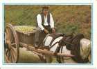 RETOUR DU RAMASSAGE DES POMMES A CIDRE AU VERGER - Wagengespanne