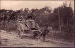 LOIRET - Jargeau - Madame Bidoux Et Son Attelage (de Chien) - Jargeau