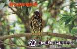 RARE Télécarte Japon Oiseau HIBOU Chouette Ninox - OWL Bird Phonecard - EULE Vogel Japan TK - Owls
