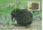 WM0298 Castor  Fiber Belarus 1995 FDC MAXIMUM Premier Jour WWF - Rodents