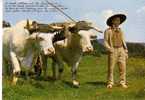 LE MORVAN FLOKLORIQUE  -  Groupe Folklorique  LES GALVACHERS DU MORVAN  - Attelage De Boeufs - Bourgogne