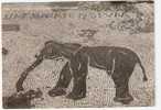 ELEPHANT : Ostia ; Mosaïque / Mosaico Nei Piazzale Delle Corporazioni ; 1949 ; TB - Olifanten