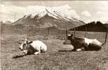 Leysin Le Pic Chaussy (belles Vaches - Leysin