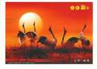 Bird Crane     Pre-stamped Card , Postal Stationery - Kraanvogels En Kraanvogelachtigen