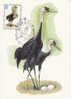 M-2604 Oiseaux Carte Maximum Russie - Storks & Long-legged Wading Birds
