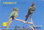 Bird PERROQUET Parrot PAPAGEI Papagaai Oiseau Carte (62) - Parrots