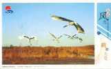 Bird Crane    ,   Pre-stamped Card , Postal Stationery - Grues Et Gruiformes