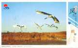 Bird Crane    ,   Pre-stamped Card , Postal Stationery - Gru & Uccelli Trampolieri