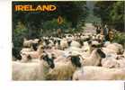 IRLANDE -  Troupeau - Elevage