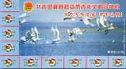Bird Swan   , Panyang Lake ,   Pre-stamped Card , Postal Stationery - Cisnes
