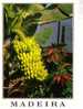 Carte Postale Sur Les Bananes - Bananas Postcards - Culturas