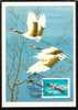 BULGARIE 1981 - Cigogne - MC - Storks & Long-legged Wading Birds