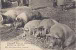 COCHONS - Scène Du Centre : Une Famille Bien Nourrie - Schweine