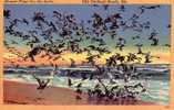 Maine - Old Orchard 1953 - Mouettes Oiseaux Mer Sea Gull - Linent Toilée - Voyagée - Autres & Non Classés
