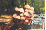 C FUNGHI MUSHROOMS - CHAMPIGNONS - PILZEN - SETAS –  CARTOLINA CON ANNULLO  VENTIMIGLIA 3^ MOSTRA MICOLOGICA - Mushrooms