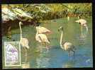 Yv 1634 Sur Carte Maximum (CM) -  FRANCE  - Oiseau : Flamant Rose - Flamants