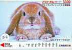 Rabbit LAPIN KONIJN Kaninchen Conejo Animal Tier (310) - Conigli
