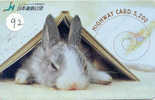 Rabbit LAPIN KONIJN Kaninchen Conejo Animal Tier (92) - Rabbits