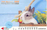 Rabbit LAPIN KONIJN Kaninchen Conejo Animal Tier (243) - Lapins