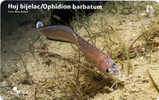 OPHIDION BARBATUM ( Croatia ) - Undersea - Marine Life - Underwater - Fish - Poisson - Fisch - Pez - Pesci - HUJ BIJELAC - Kroatië