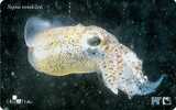Sepia Rondeleti  ( Croatie ) - Undersea - Underwater- Marine Life - Fish - Fisch - Poisson - Pez - Pesci - Croatie