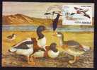 Romania MAXI CARD BIRD TADORNA 1993. - Swans